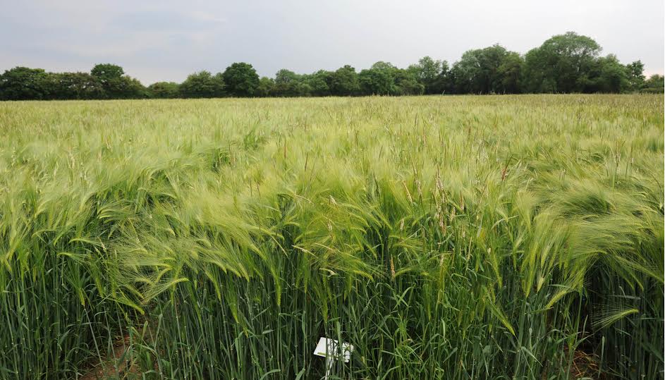 Hyvido hybrid barley effectively suppressing Black-grass