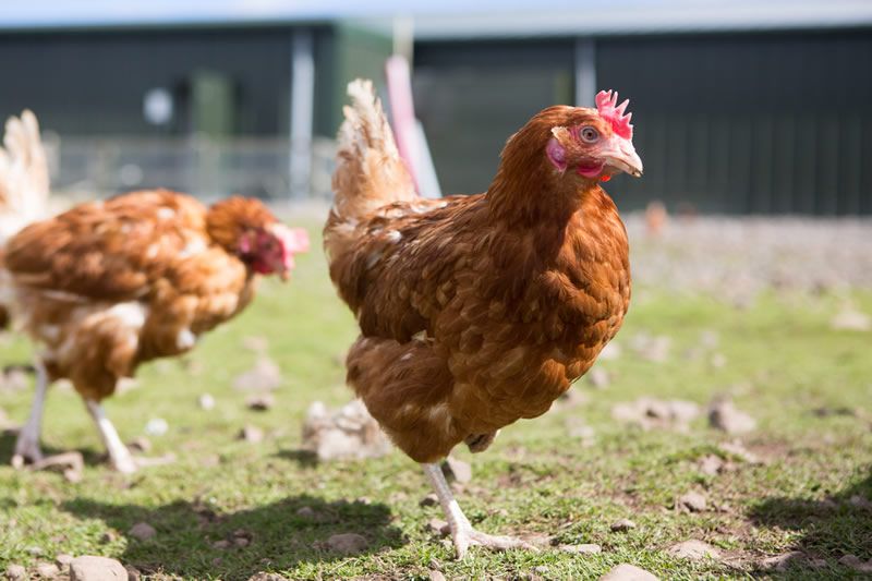 The chicken is enriched by feeding the birds on a diet containing an algae