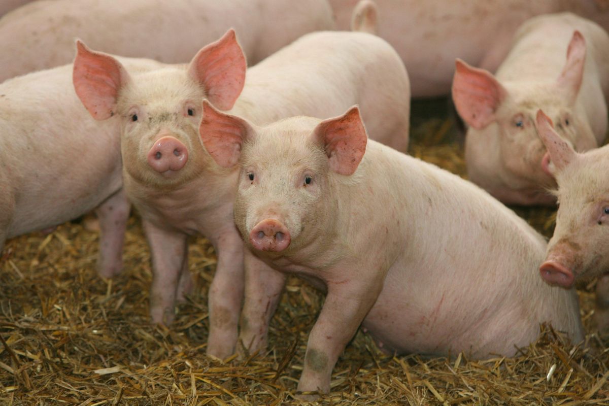 Antibiotic data for over 1.2m pigs has already been contributed by pig producers