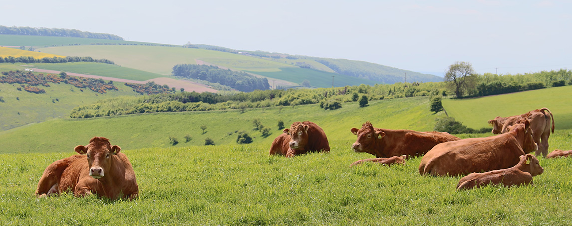 Millington Limousin herd