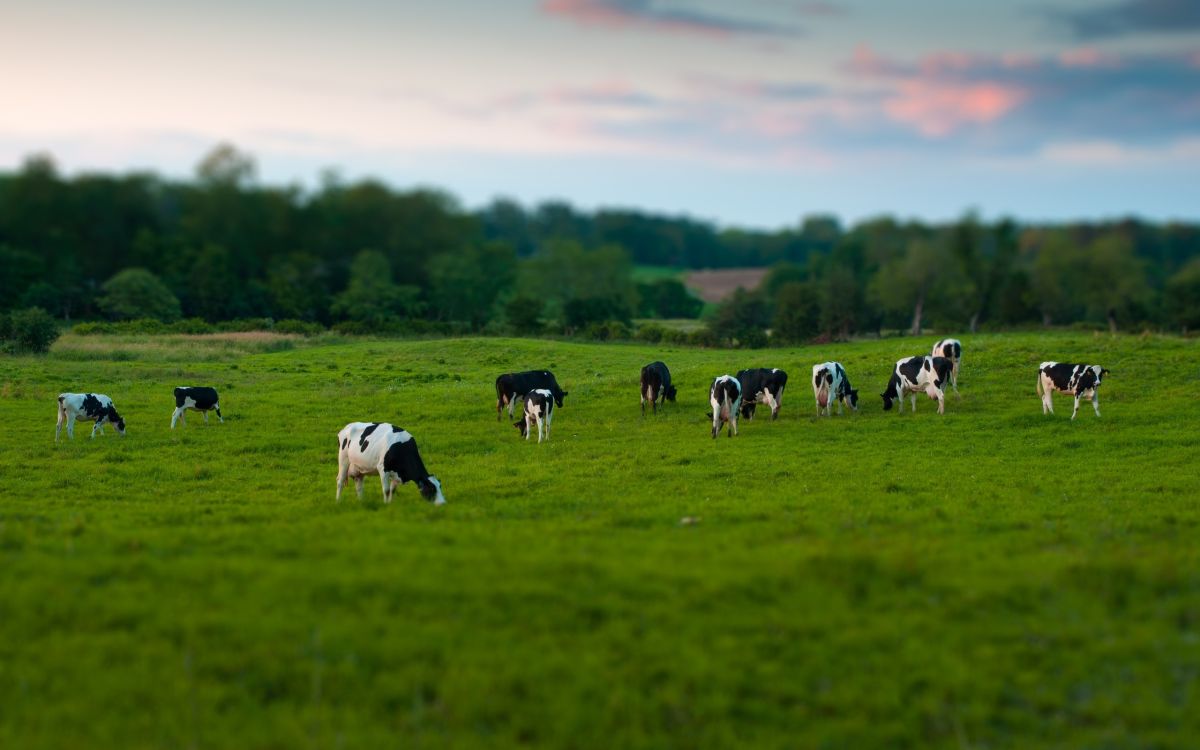 'Our TB Eradication Programme is making use of the armoury against the disease', the Rural Cabinet Secretary said