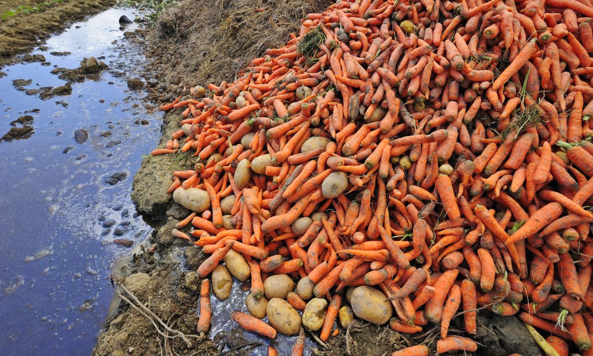 A mountain of carrots: Society as a whole are told to be less wasteful with produce