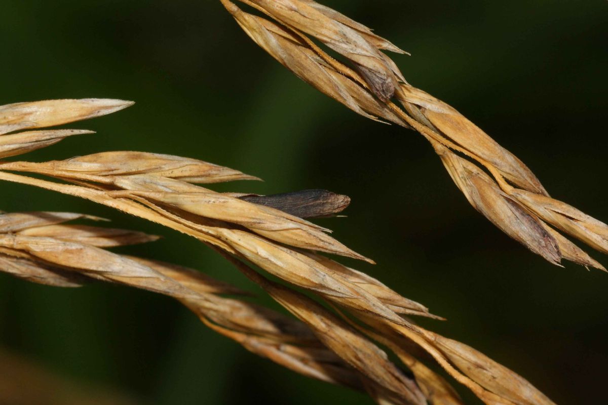 Ergot is caused by the fungus, Claviceps purpurea