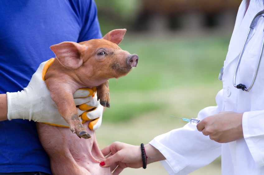 Veterinarian giving injection to piglet on farm