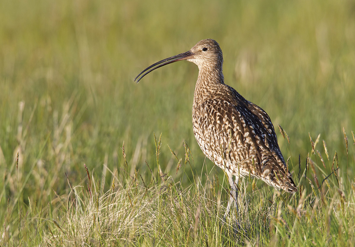 Eurasian Curlew (Photo: RSPB)