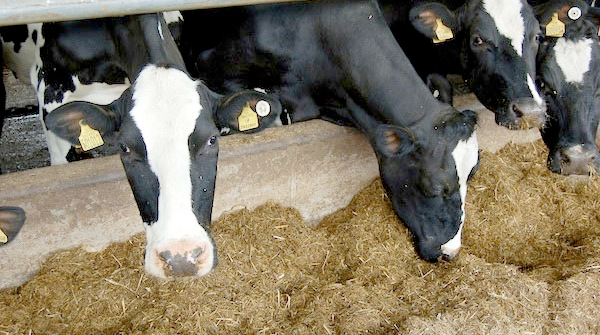 'It’s been the longest and deepest crisis anyone in the dairy sector can remember'