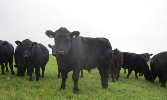 Beef farmers are encouraged to reduce calving intervals
