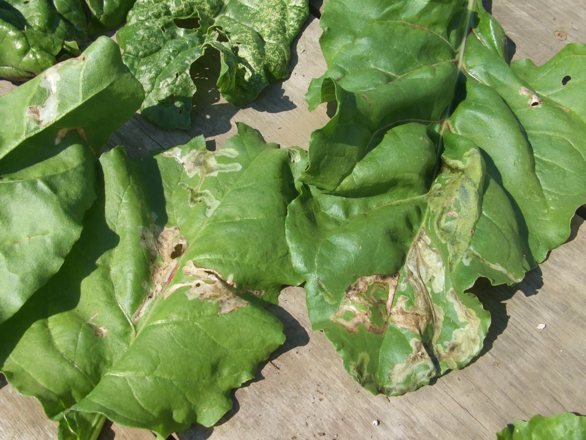 Leaf miner in beet