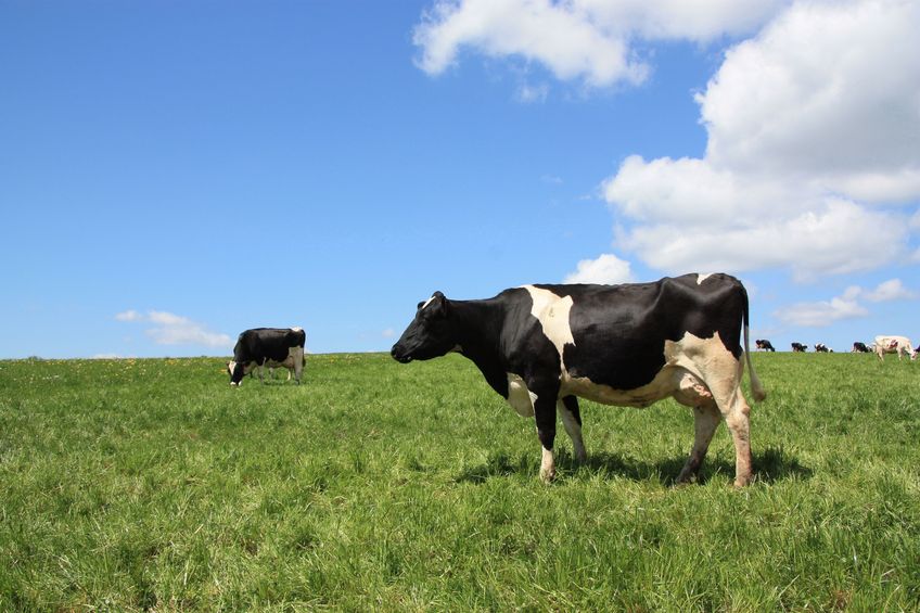There is a glimmer of light at the end of milk price tunnel...