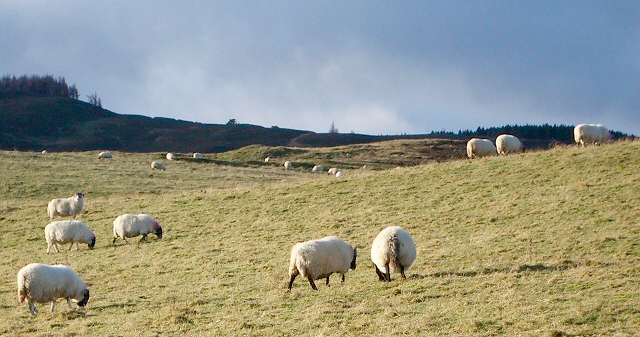 Scottish Upland Sheep Scheme claims are unlikely to be delivered until sometime in July