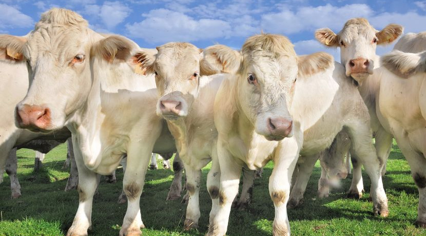 The disease affects individual cattle, and is unusually fatal for the cow
