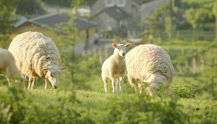 Lamb growth rates can be increased with one mid-season wormer