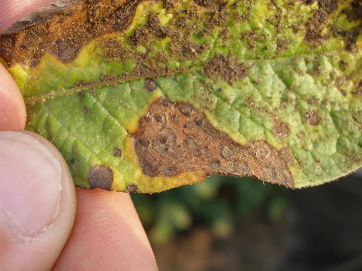Alternaria infection developed to leaf destruction