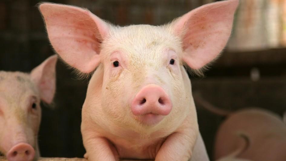 Pig producers can look to the future with confidence, the National Pig Association has said 