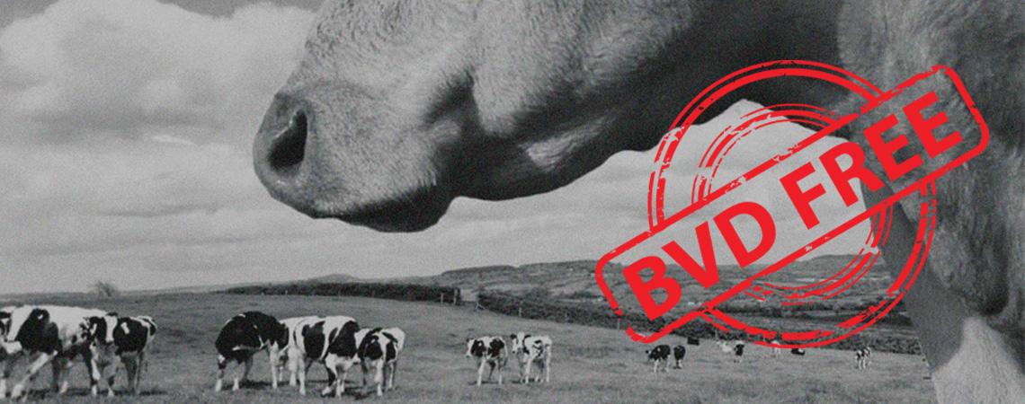 90% of UK herds have had exposure to BVD