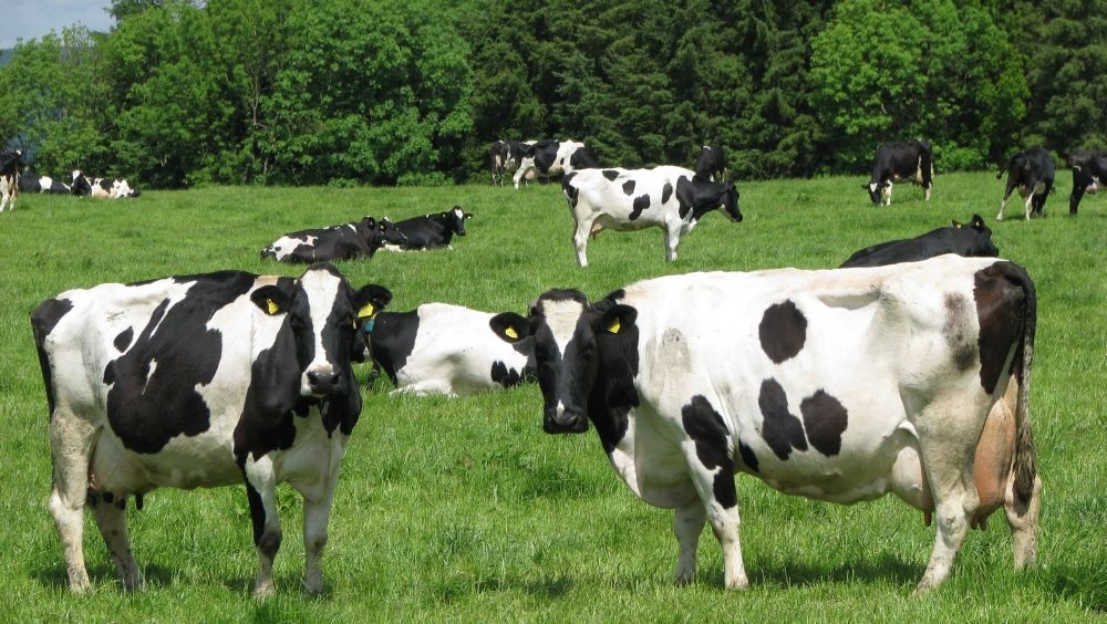 The report also reveals that there are 40 fewer dairy cow holdings in Wales compared to last year