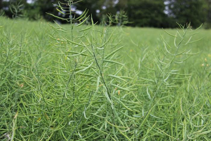 OSR Academy June - Advance