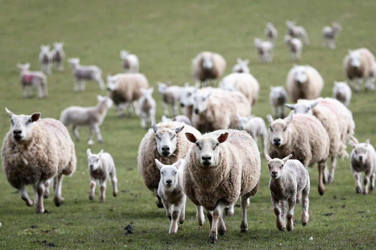 The UK produces 39% of the EUs total sheepmeat production