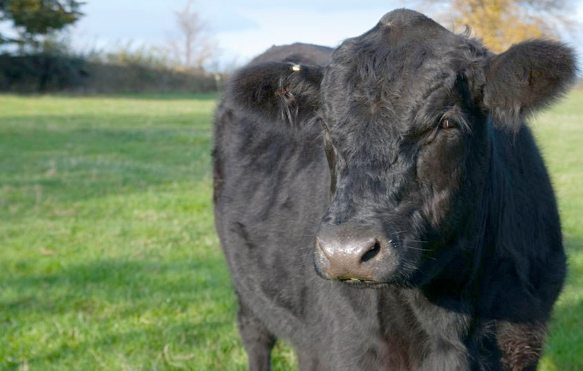 Union calls for simple changes to make beef efficiency scheme fit for purpose 