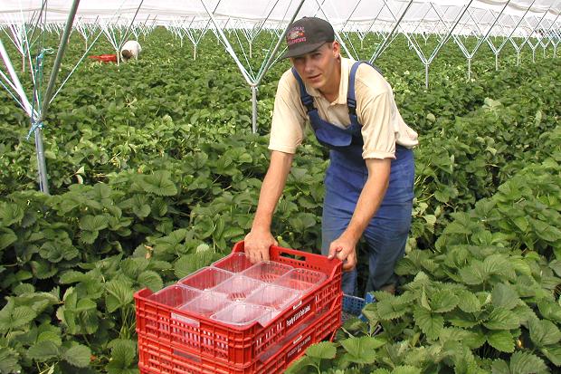 UK needs stronger agricultural workforce to cope with Brexit, says new report