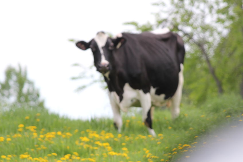 'It’s been the longest and deepest crisis anyone in the dairy sector can remember'