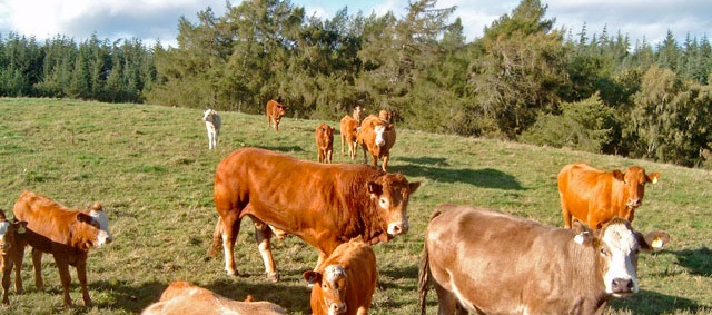 Handling cattle always involves risks, the risk of being hurt physically by an animal that is frightened or has been startled