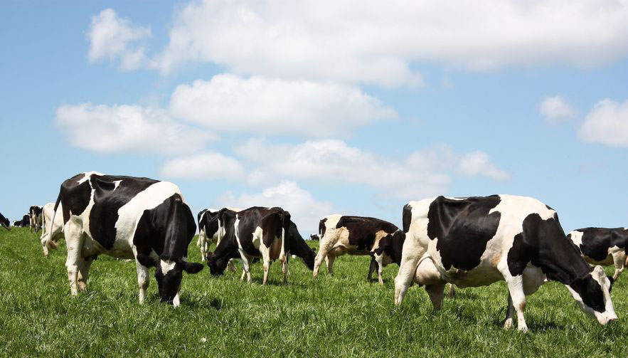 When the annual data is compared with the previous year, it shows the response of the lowest 10% band for milk price has been to increase herd size by an average of 32 cows