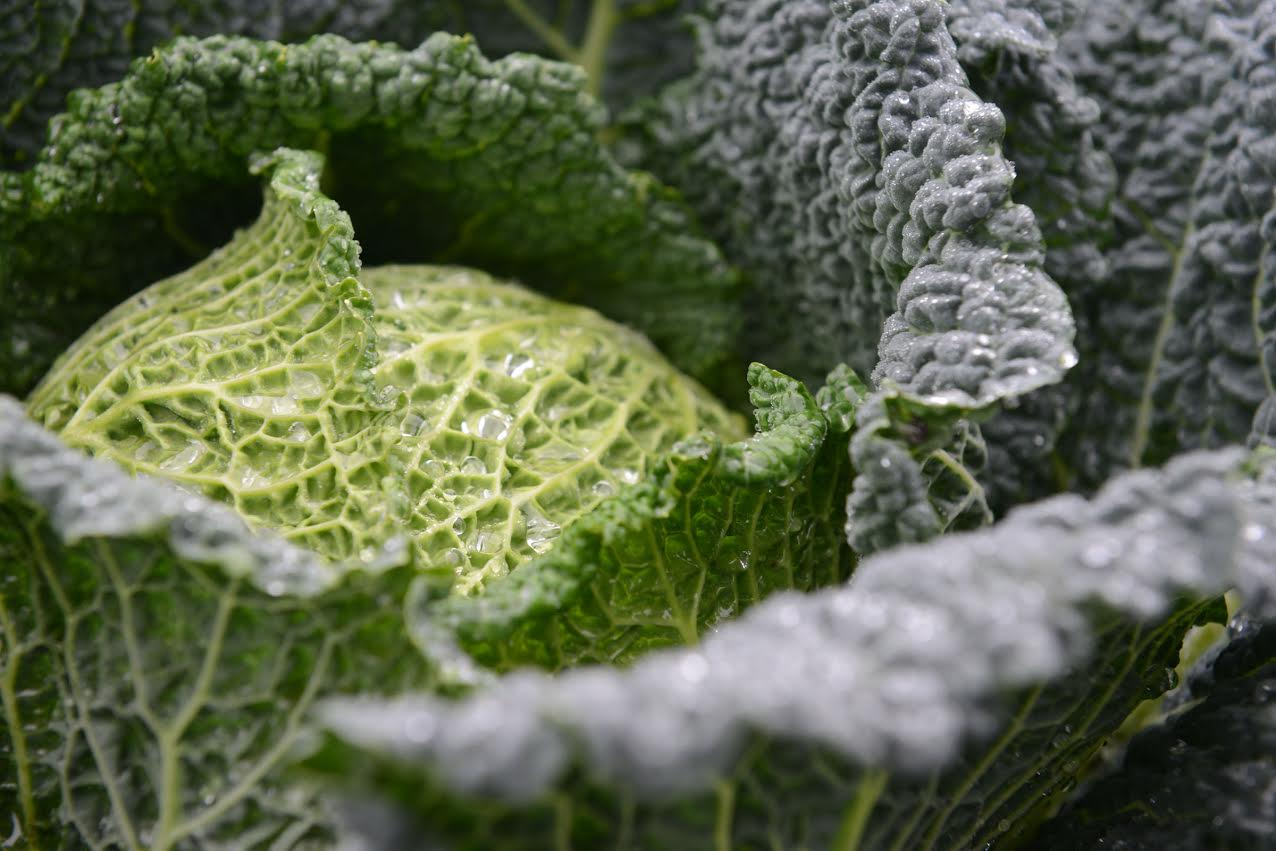 Savoy cabbage trial in field
