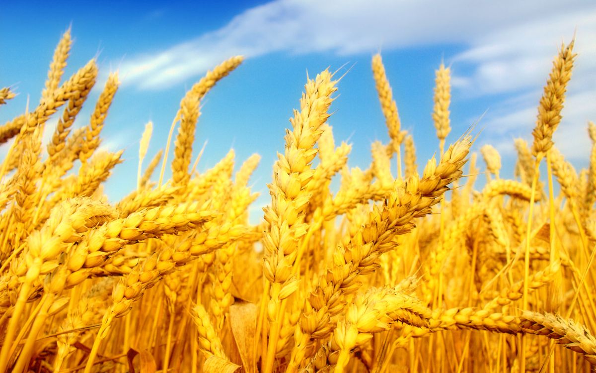 EU soft wheat is down 3.5% this year