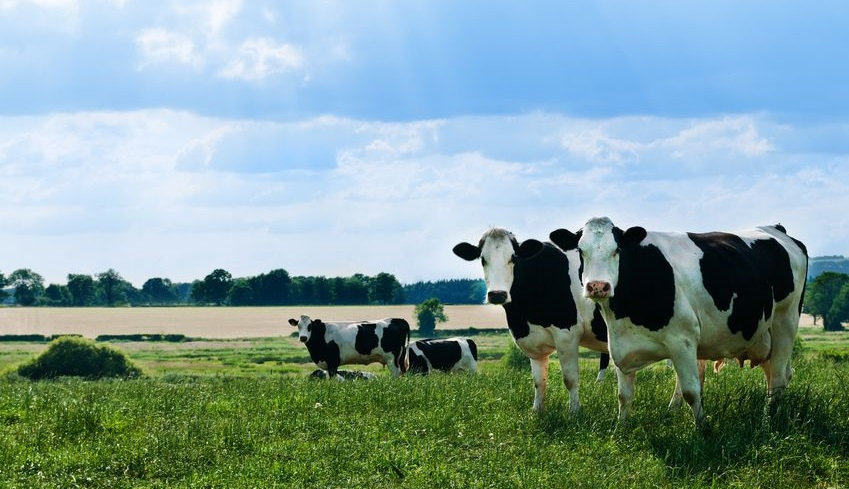 Farming Minister George Eustice said: "The UK dairy industry is enormously important to us. That's why we are pursuing a host of measures to help our dairy farmers deal with ongoing price volatility"