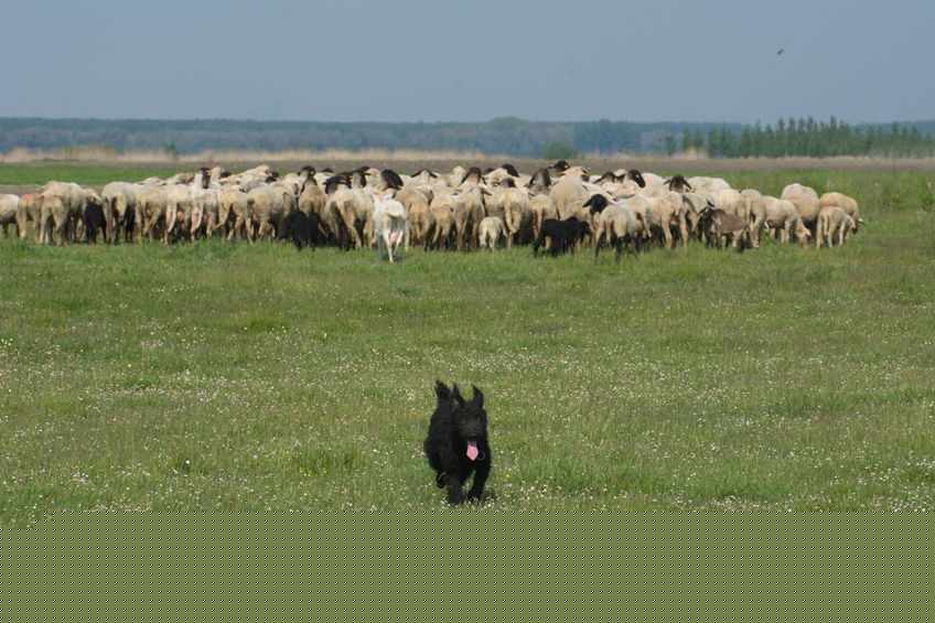 The issue of livestock worrying has gained media prominence over the last few months