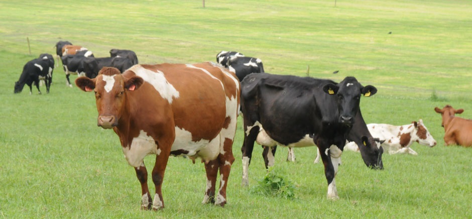 Farm minister George Eustice has urged farmers to consider vaccinating livestock against bluetongue