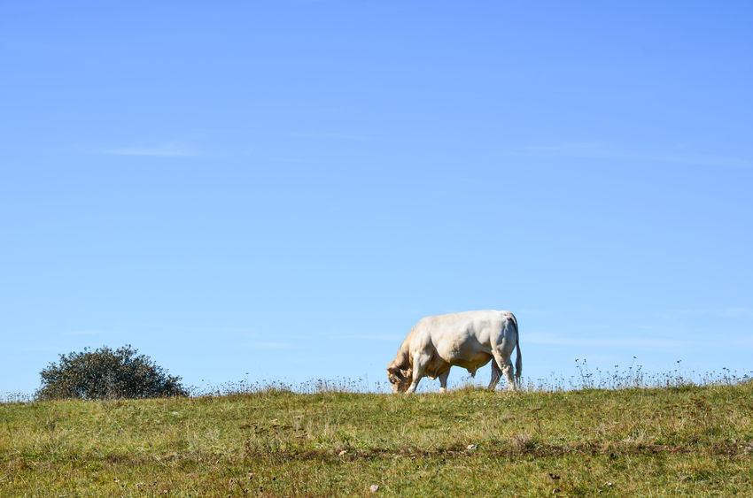 The EU farming sector wants to make sure produce is kept at high-European level