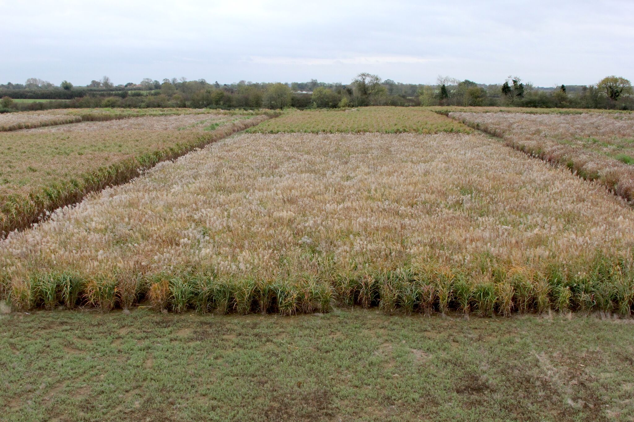 Trial site - Blankney, Lincs