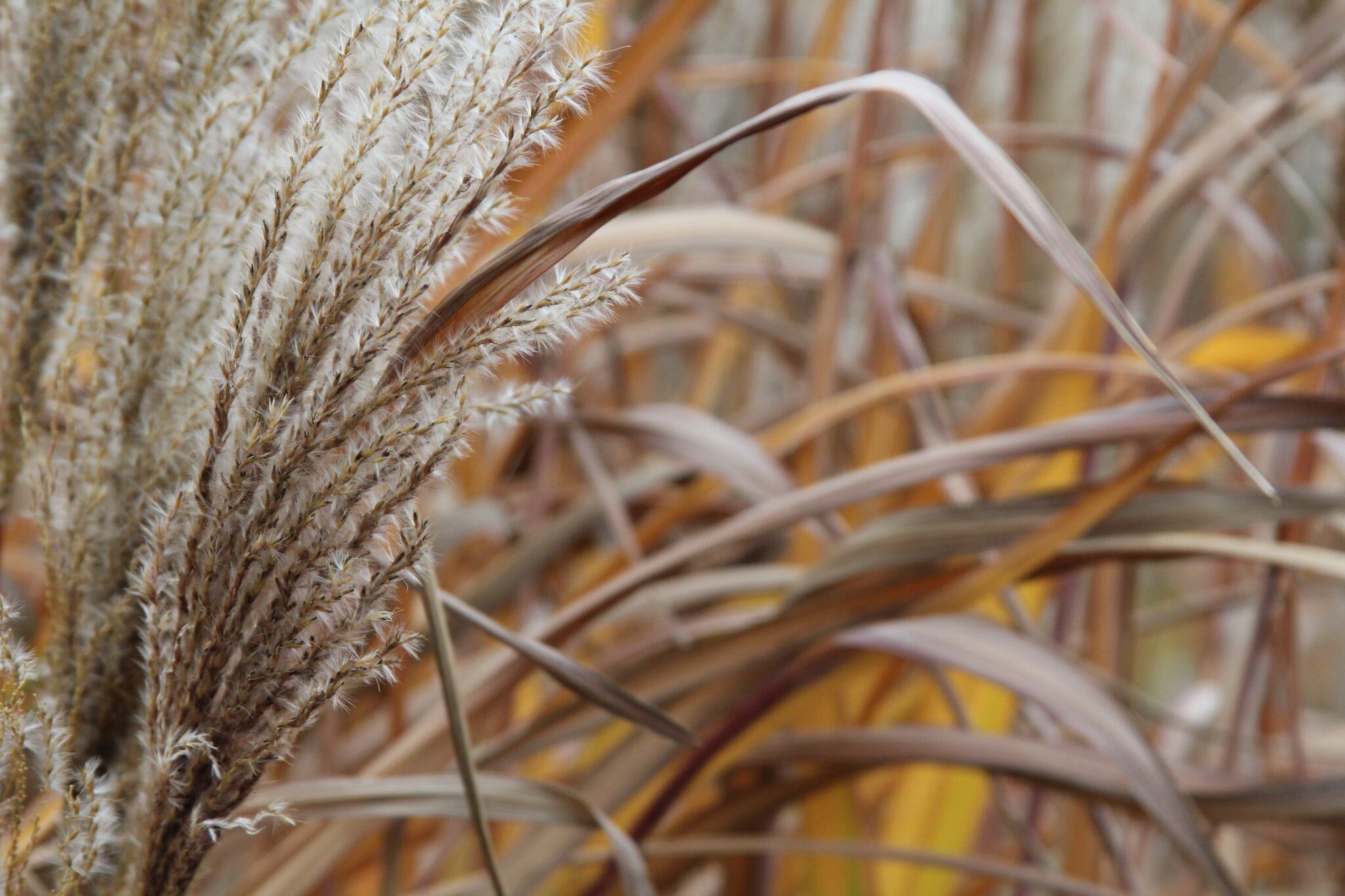 Seed head