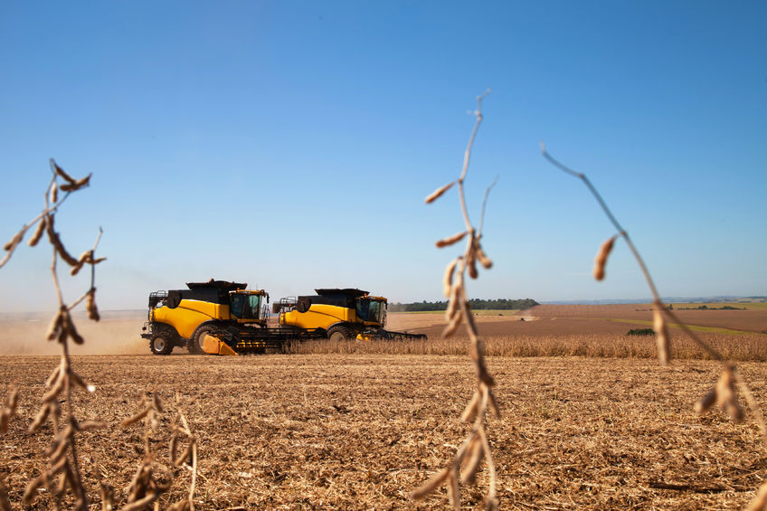 Soybean plants at harvest, Mato Grosso State, Brazil