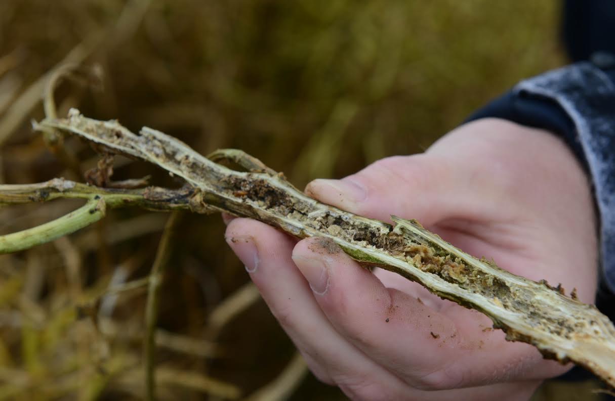 Phoma stem effects