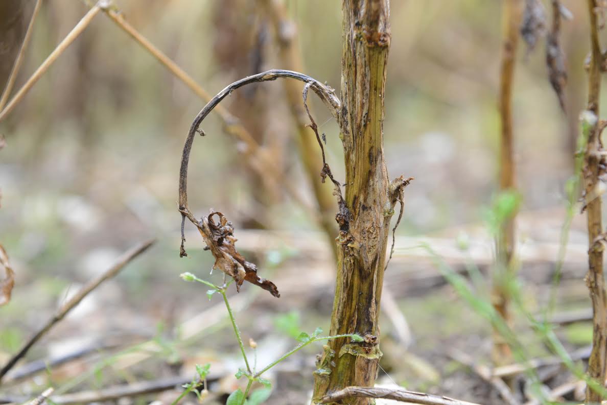 Phoma stem canker