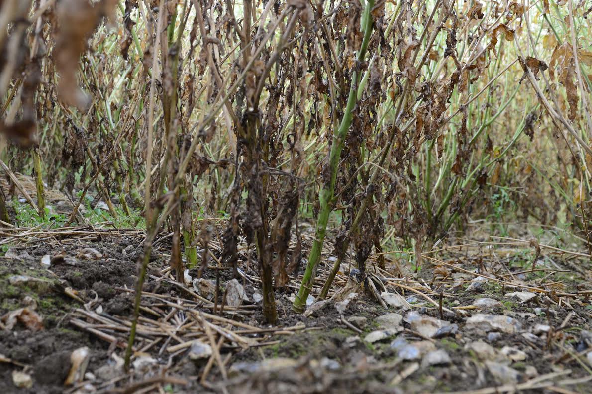 Phoma stem canker effects