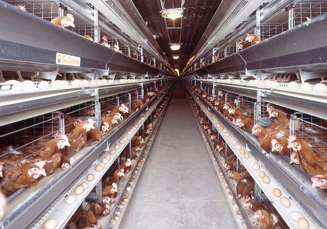 The Ulster Farmers Union has warned of the impact on poultry producers
