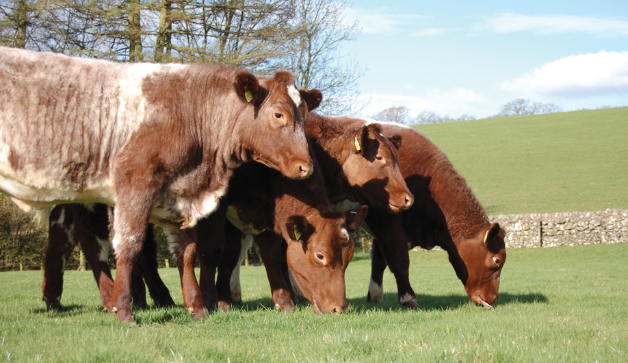 Beef Shorthorn scheme, a traditional native British beef breed