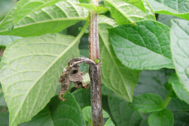 Potato blight