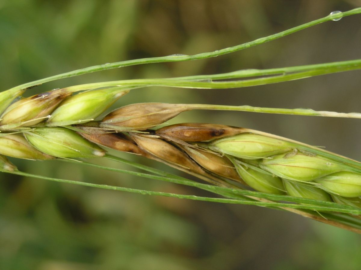 Fusarium head blight in barley