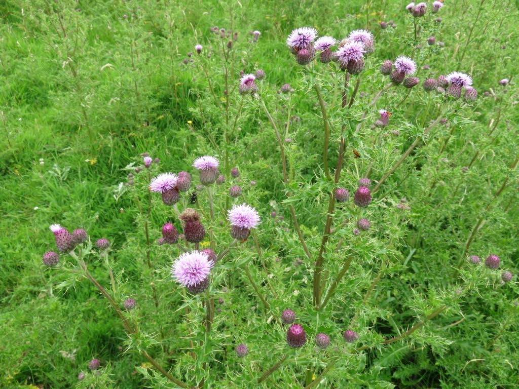 Tall, flowering thistles