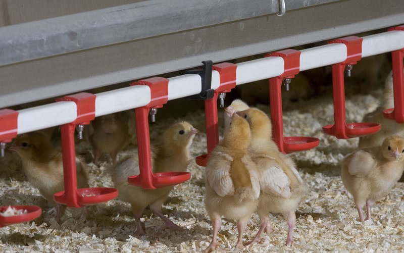 The loan is aimed at providing lending to fund replacement pullets