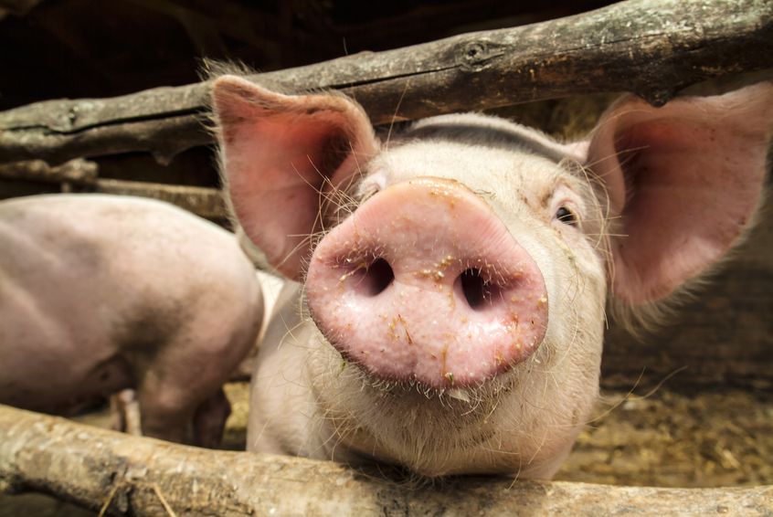 The United Kingdom pig industry is worth £1.2 billion at the farm-gate