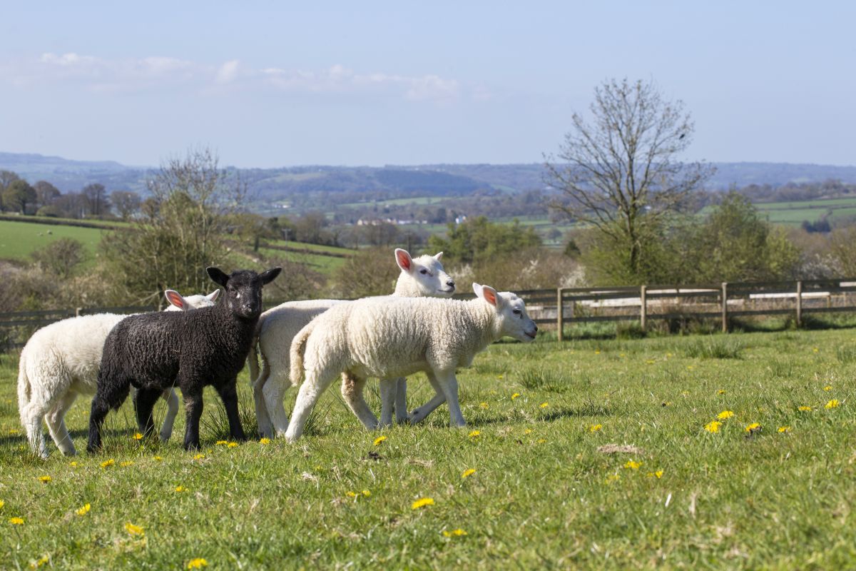 ‘Brexit’ top of the agenda as Cabinet Secretary meets UK Farming Minister at Royal Welsh