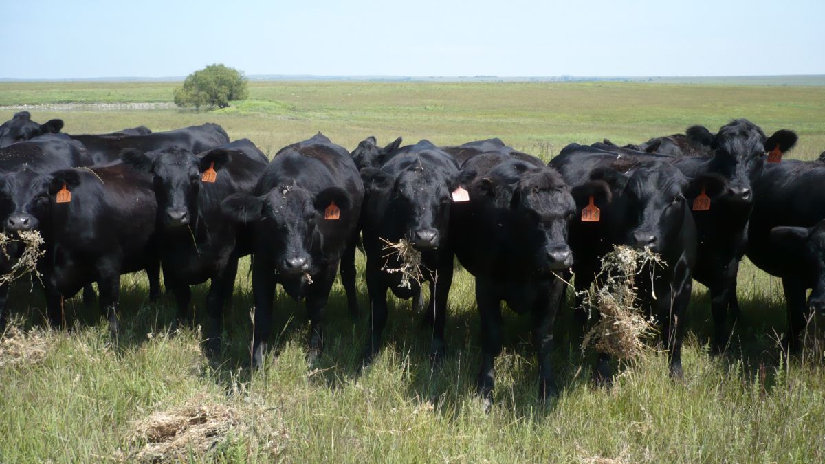 Both winners of the scholarship chose the United States as their destination to study their beef farming industry