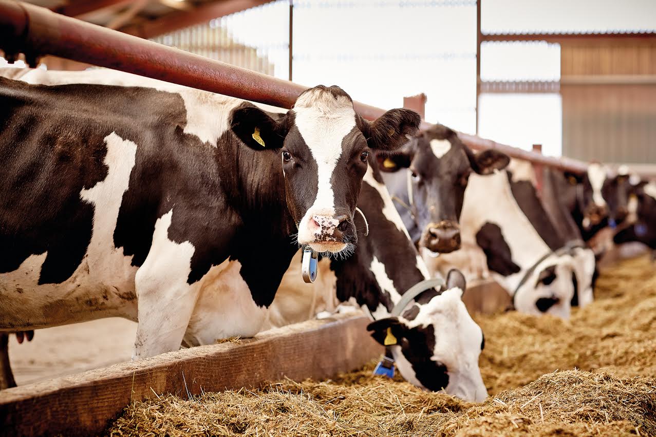 "Residual sugars are essential to feed the fibre digesting bacteria in the rumen"