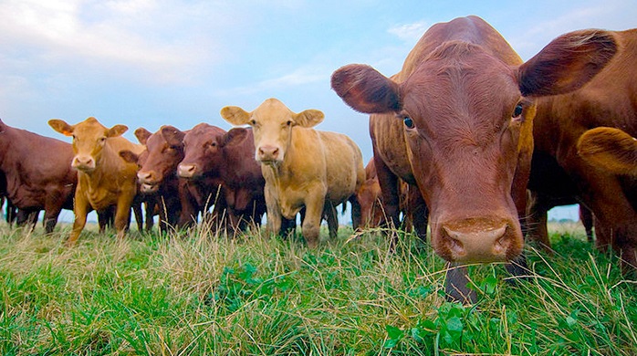 The group of French chefs, including three from Michelin star restaurants, came to the UK to learn about English beef and lamb production